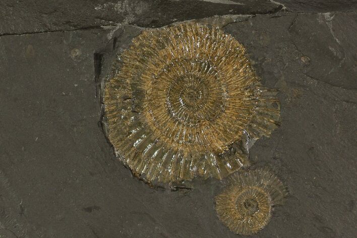 Dactylioceras Ammonite Plate - Posidonia Shale, Germany #79316